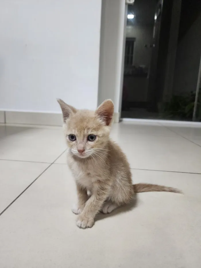 Gato raça SRD-ViraLata idade Abaixo de 2 meses nome Tigrinho