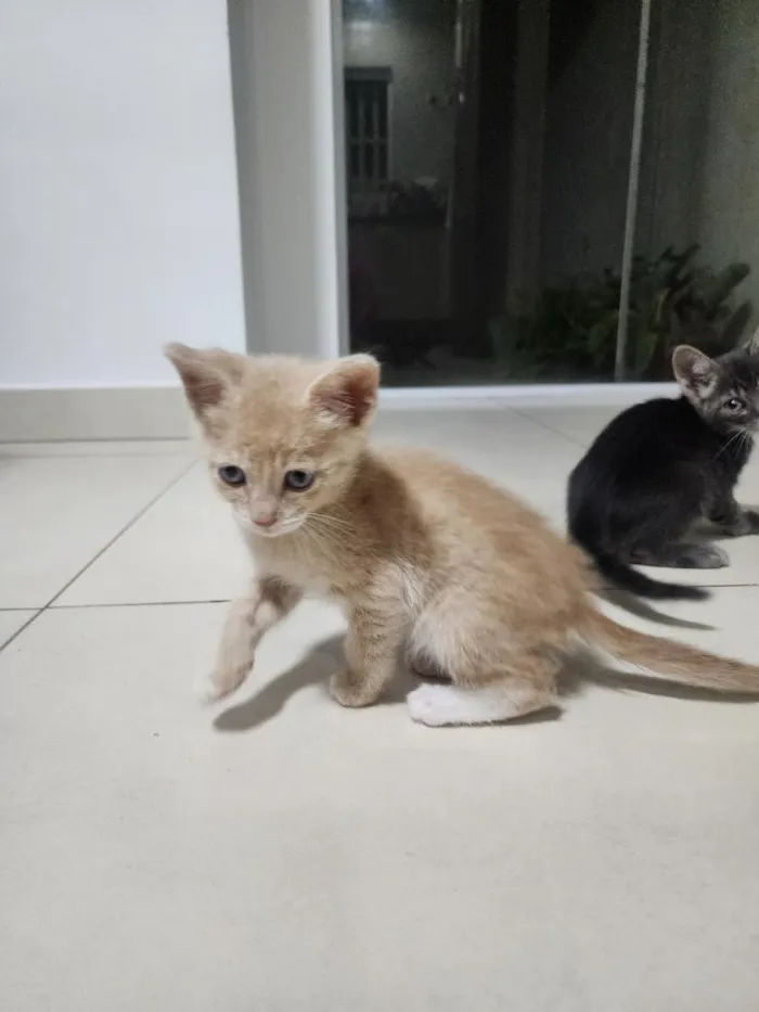 Gato raça SRD-ViraLata idade Abaixo de 2 meses nome Tigrinho