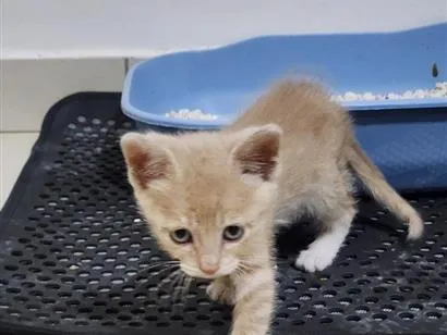 Gato raça SRD-ViraLata idade Abaixo de 2 meses nome Tigrinho