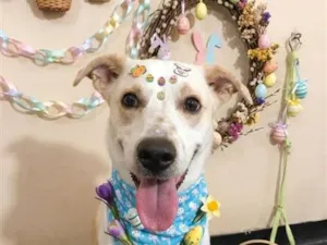 Cachorro raça SRD-ViraLata idade 1 ano nome Jorge