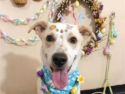 Cachorro raça SRD-ViraLata idade 1 ano nome Jorge