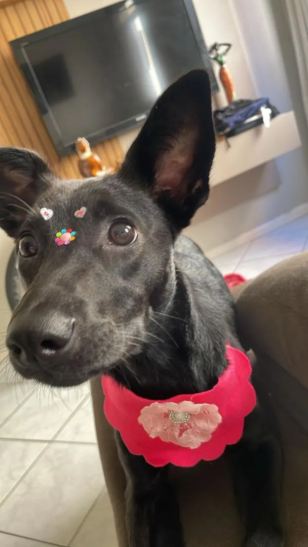 Cachorro raça SRD-ViraLata idade 1 ano nome Nala