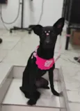 Nala