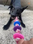 Nala