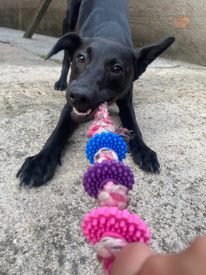 Cachorro raça SRD-ViraLata idade 1 ano nome Nala