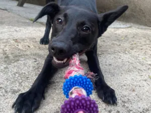 Cachorro raça SRD-ViraLata idade 1 ano nome Nala
