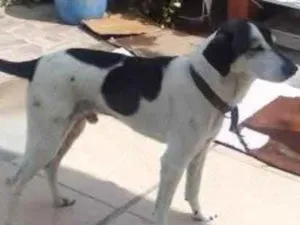 Cachorro raça SRD-ViraLata idade 6 ou mais anos nome Kevin 