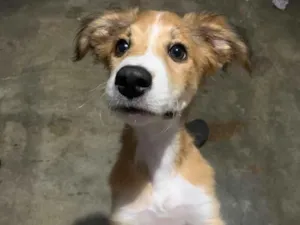 Cachorro raça SRD-ViraLata idade 2 anos nome tiricutico