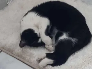 Gato raça SRD-ViraLata idade 2 anos nome Hipátia