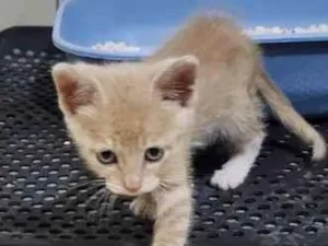 Gato raça SRD-ViraLata idade Abaixo de 2 meses nome Tigrinho