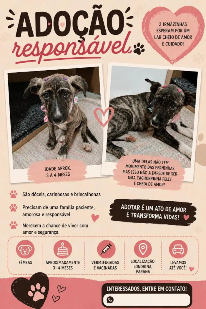 Cachorro raça SRD-ViraLata idade 2 a 6 meses nome Cecília e Dora