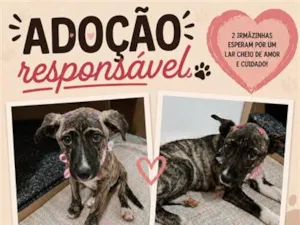 Cachorro raça SRD-ViraLata idade 2 a 6 meses nome Cecília e Dora
