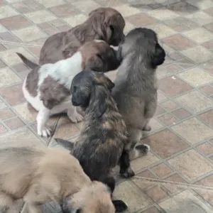 Cachorro raça SRD-ViraLata idade Abaixo de 2 meses nome sem nome