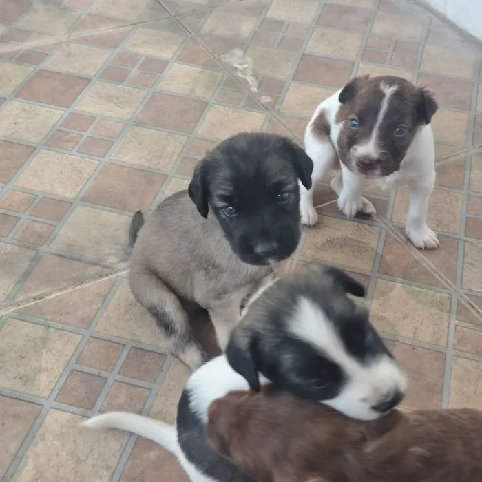 Cachorro raça SRD-ViraLata idade Abaixo de 2 meses nome sem nome