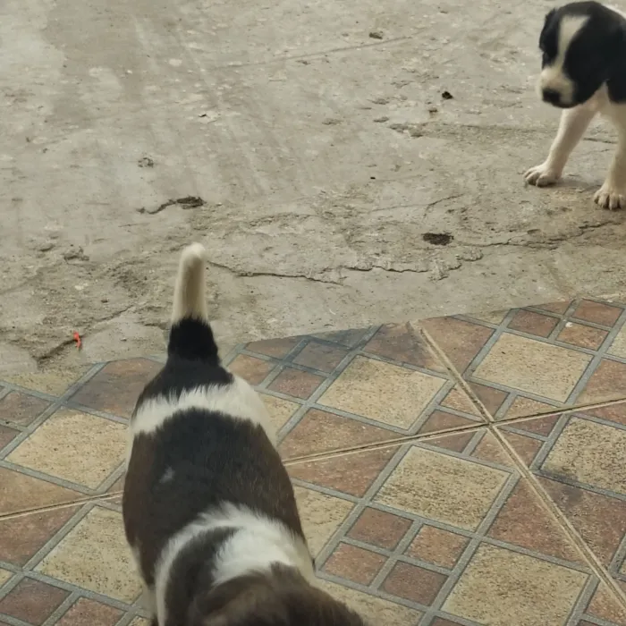 Cachorro raça SRD-ViraLata idade Abaixo de 2 meses nome sem nome