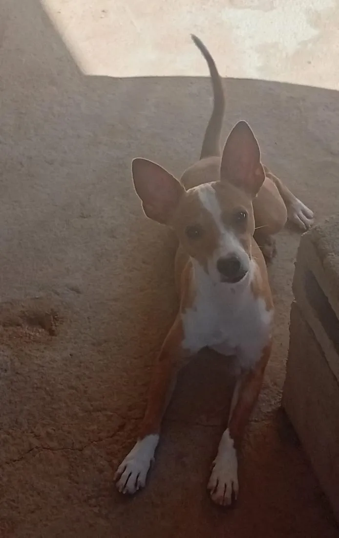 Cachorro raça SRD-ViraLata idade 2 a 6 meses nome SEM NOME