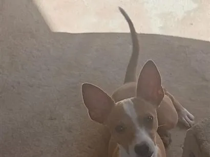 Cachorro raça SRD-ViraLata idade 2 a 6 meses nome SEM NOME