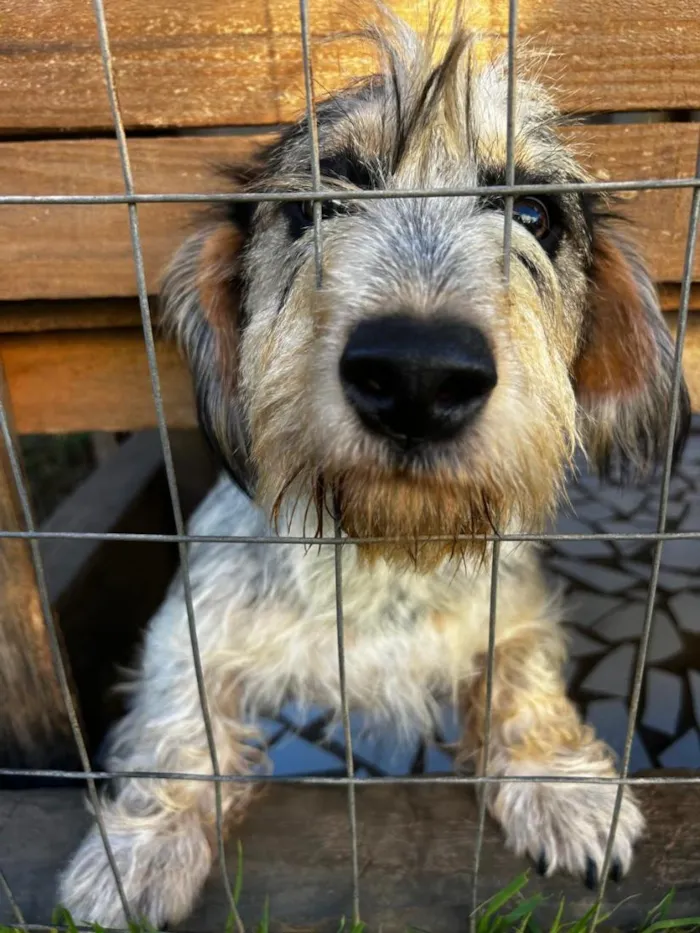 Cachorro raça SRD-ViraLata idade 7 a 11 meses nome costelinha 