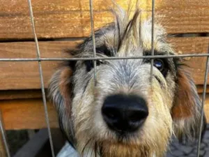 Cachorro raça SRD-ViraLata idade 7 a 11 meses nome costelinha 