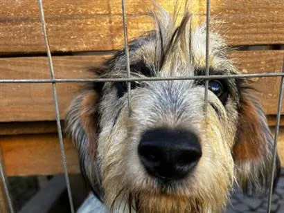 Cachorro raça SRD-ViraLata idade 7 a 11 meses nome costelinha 