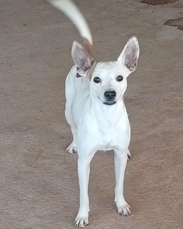 Cachorro raça SRD-ViraLata idade 2 a 6 meses nome SEM NOME
