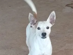 Cachorro raça SRD-ViraLata idade 2 a 6 meses nome SEM NOME