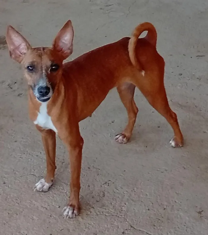 Cachorro raça SRD-ViraLata idade 1 ano nome SEM NOME