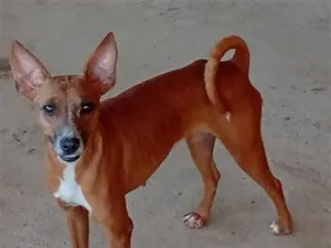 Cachorro raça SRD-ViraLata idade 1 ano nome SEM NOME