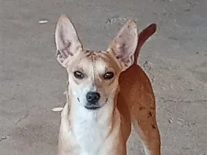 Cachorro raça SRD-ViraLata idade 1 ano nome SEM NOME
