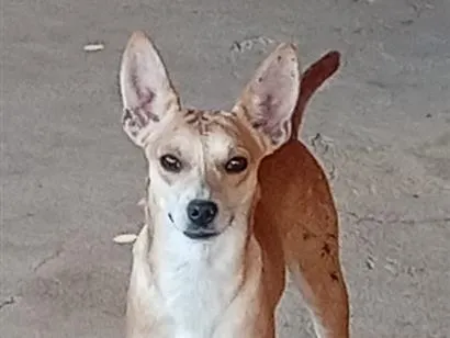 Cachorro raça SRD-ViraLata idade 1 ano nome SEM NOME
