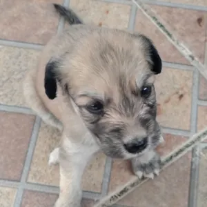 Cachorro raça SRD-ViraLata idade Abaixo de 2 meses nome sem nome 
