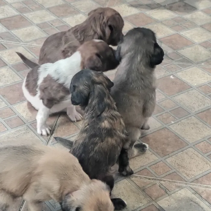 Cachorro raça SRD-ViraLata idade Abaixo de 2 meses nome sem nome 