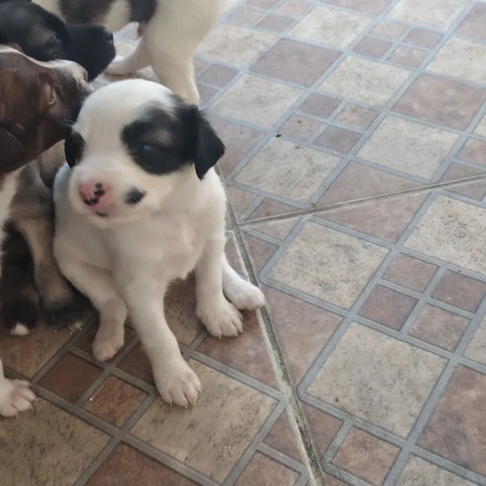 Cachorro raça SRD-ViraLata idade Abaixo de 2 meses nome sem nome 