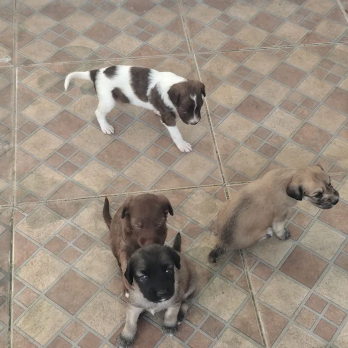 Cachorro raça SRD-ViraLata idade Abaixo de 2 meses nome sem nome 