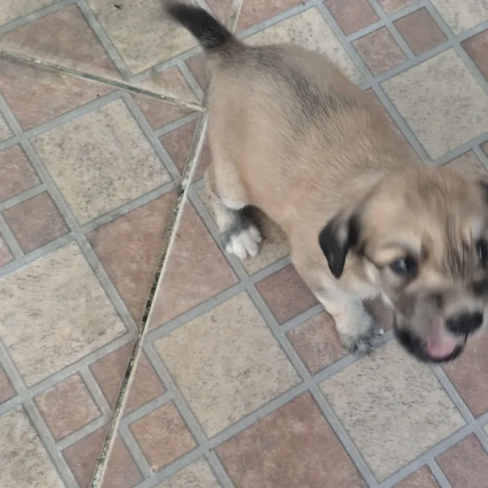 Cachorro raça SRD-ViraLata idade Abaixo de 2 meses nome sem nome 