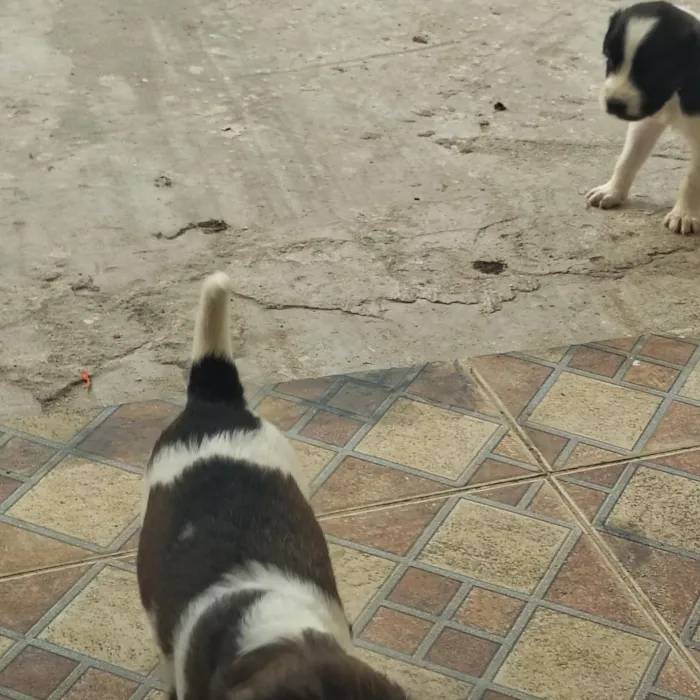 Cachorro raça SRD-ViraLata idade Abaixo de 2 meses nome sem nome