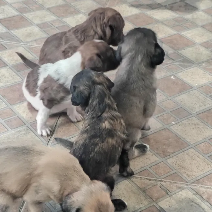Cachorro raça SRD-ViraLata idade Abaixo de 2 meses nome sem nome