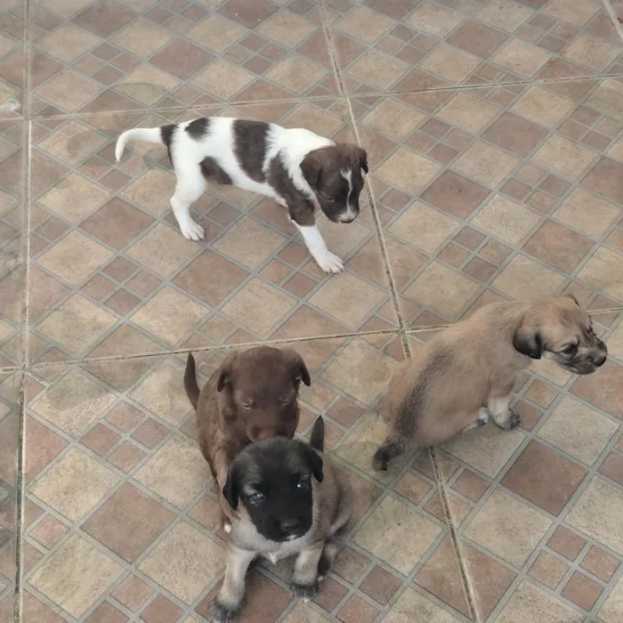 Cachorro raça SRD-ViraLata idade Abaixo de 2 meses nome sem nome