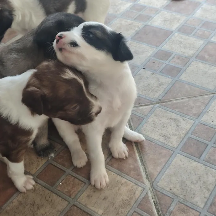 Cachorro raça SRD-ViraLata idade Abaixo de 2 meses nome sem nome