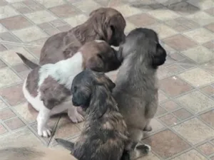 Cachorro raça SRD-ViraLata idade Abaixo de 2 meses nome sem nome