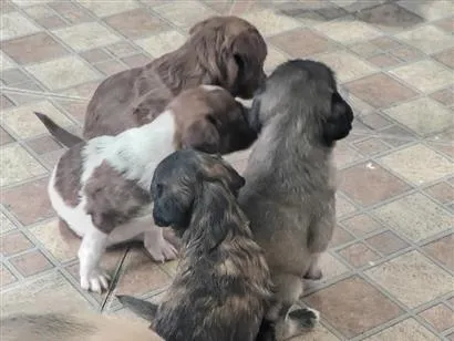 Cachorro raça SRD-ViraLata idade Abaixo de 2 meses nome sem nome