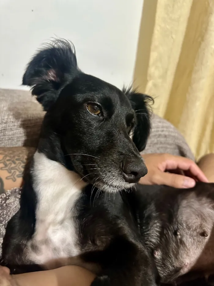 Cachorro raça SRD-ViraLata idade 5 anos nome Lua