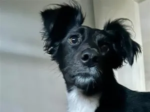 Cachorro raça SRD-ViraLata idade 5 anos nome Lua