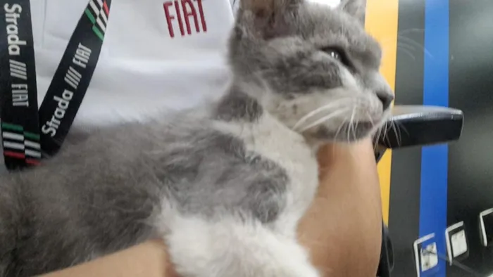 Gato raça SRD-ViraLata idade 2 a 6 meses nome Bingo