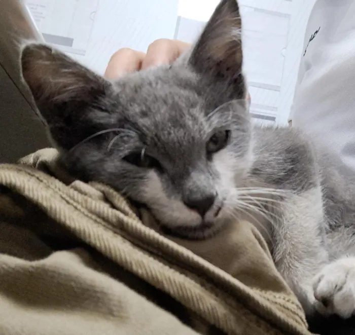 Gato raça SRD-ViraLata idade 2 a 6 meses nome Bingo