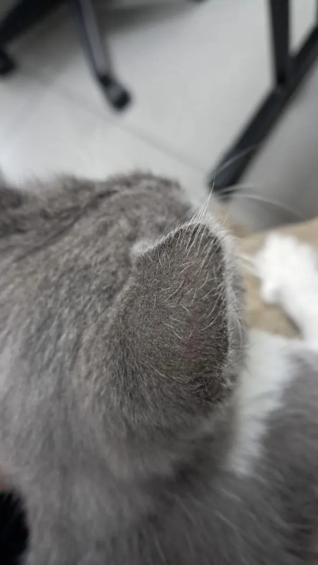 Gato raça SRD-ViraLata idade 2 a 6 meses nome Bingo