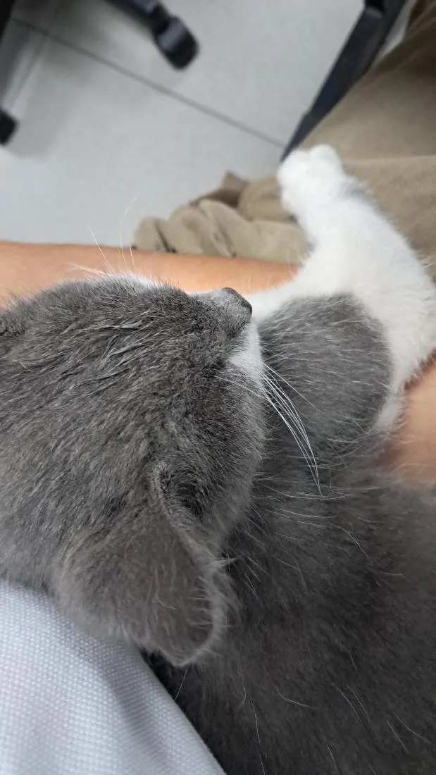 Gato raça SRD-ViraLata idade 2 a 6 meses nome Bingo