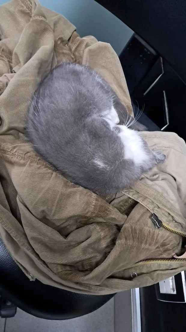 Gato raça SRD-ViraLata idade 2 a 6 meses nome Bingo