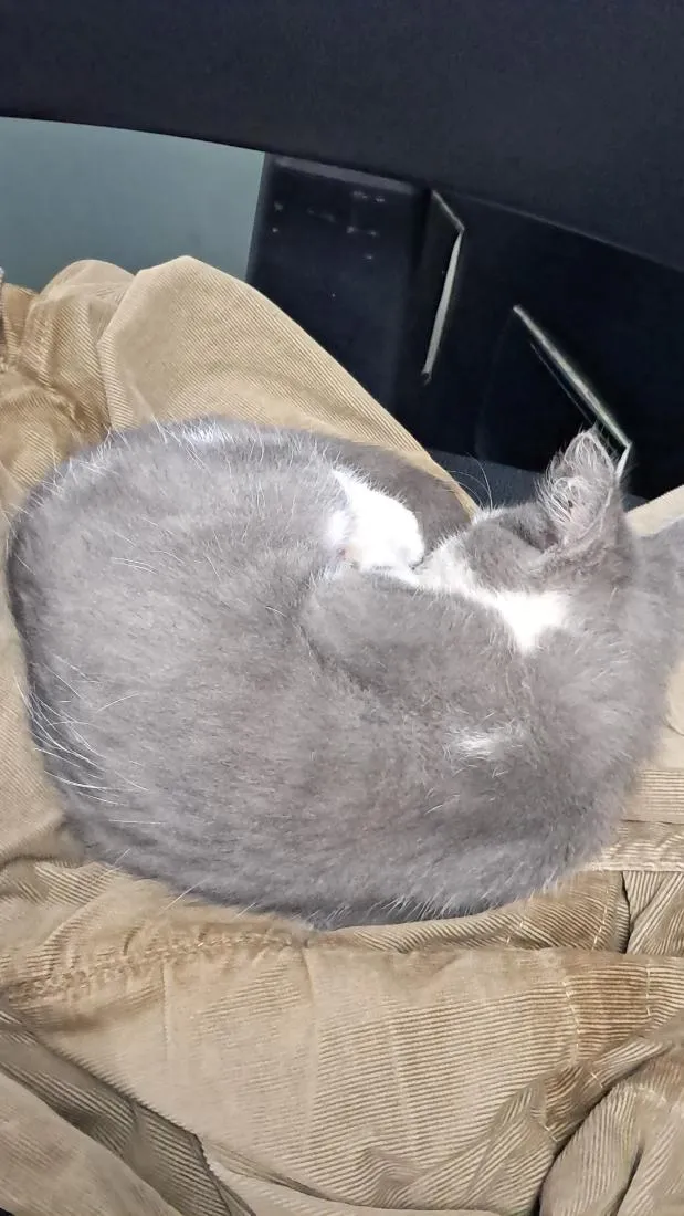 Gato raça SRD-ViraLata idade 2 a 6 meses nome Bingo
