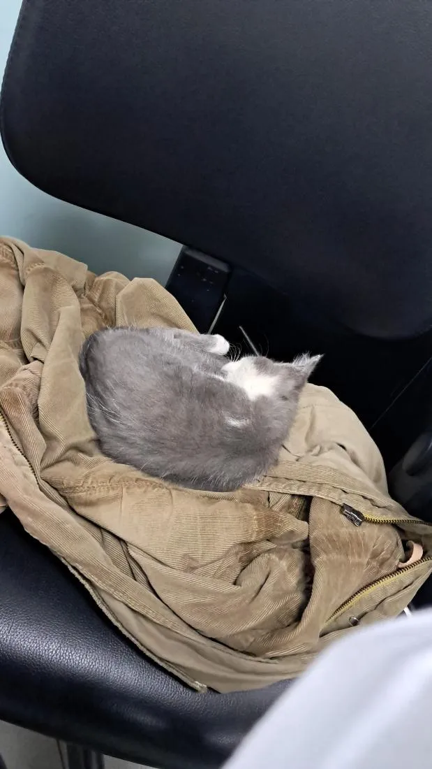 Gato raça SRD-ViraLata idade 2 a 6 meses nome Bingo